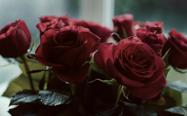1920x1255 pix. Wallpaper red flowers, rose, flowers, red roses, bouquet