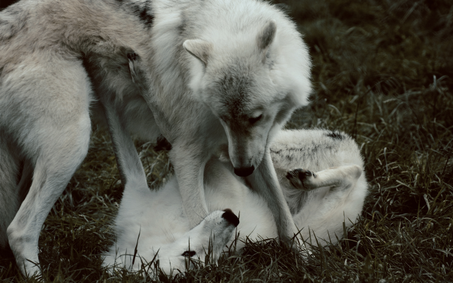 1920x1200 pix. Wallpaper wolf, animals, couple wolf