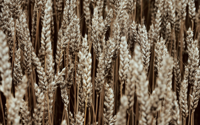 1920x1200 pix. Wallpaper wheat, macro, nature, field
