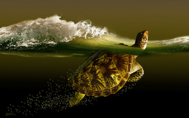 2048x1289 pix. Wallpaper 3d graphics, water, animals, turtle