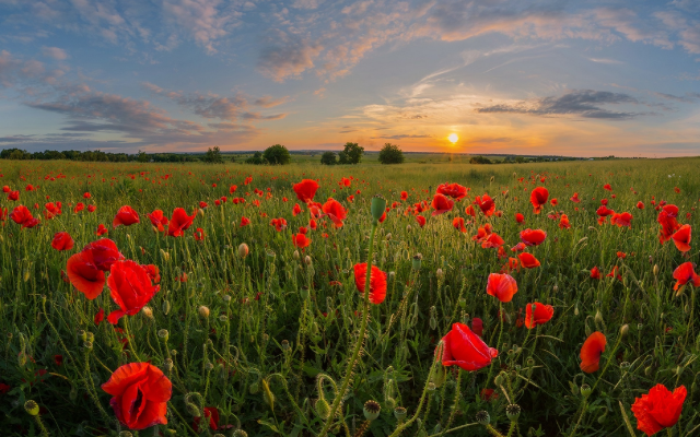 1920x1257 pix. Wallpaper field, poppy, poppies, sky, sunset, nature
