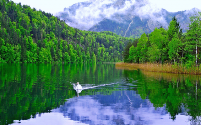 2050x1360 pix. Wallpaper swan, lake, mountains, nature, bird