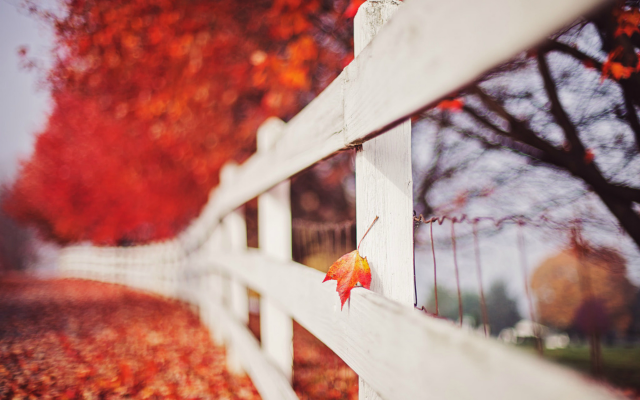 1920x1281 pix. Wallpaper autumn, nature, leaves, tree, fence