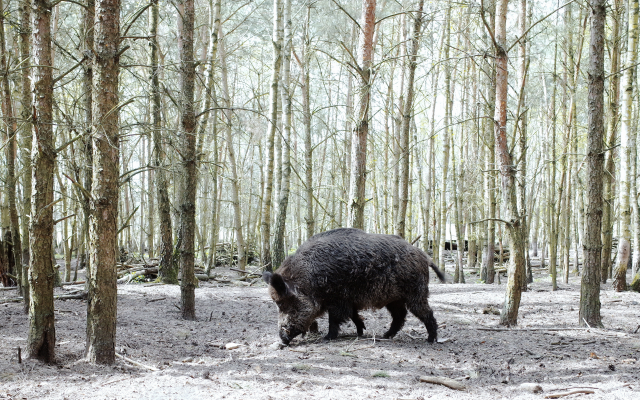 2560x1696 pix. Wallpaper wild boar, forest, trees, boar, animals