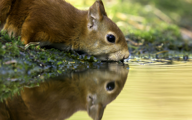 2048x1457 pix. Wallpaper squirrel, animals, water, reflection