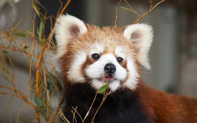 2048x1367 pix. Wallpaper red panda, panda, animals