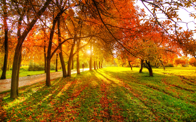 2000x1335 pix. Wallpaper nature, path, tree, sun, autumn, sun rays, grass