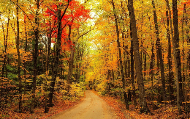2048x1212 pix. Wallpaper autumn, leaf, nature, forest, country road