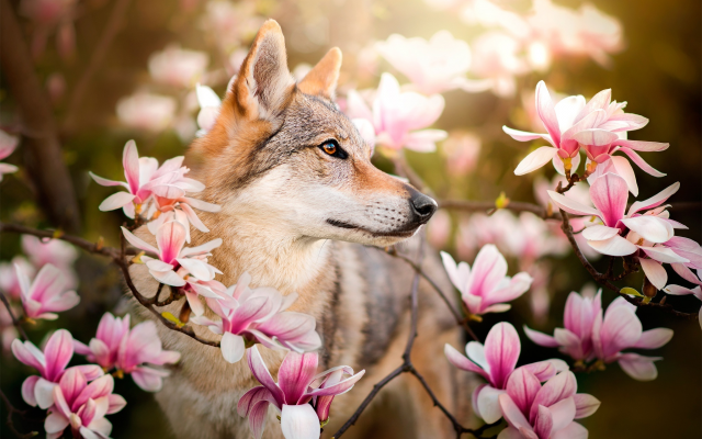 2048x1322 pix. Wallpaper wolf, magnolia, animals, flowers, nature