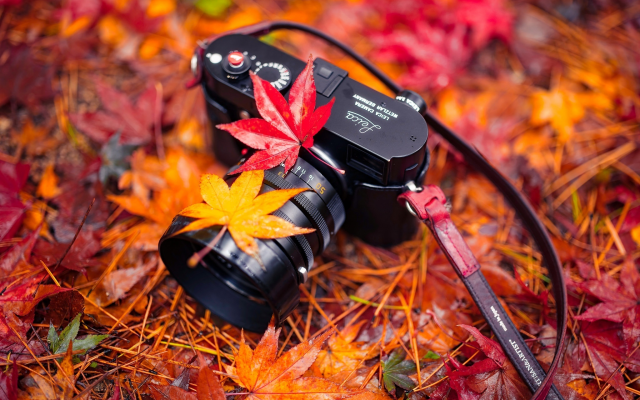 2048x1365 pix. Wallpaper leica, camera, autumn, leaf
