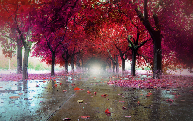 2560x1641 pix. Wallpaper wet, autumn, leaf, tree, park, pink leaves, nature