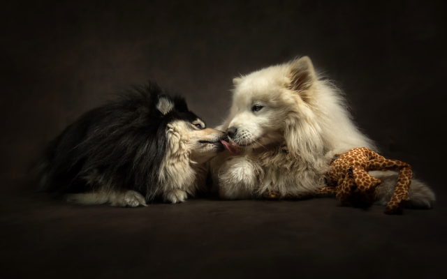 4139x2763 pix. Wallpaper animals, dogs, couple, tenderness, affection, kiss