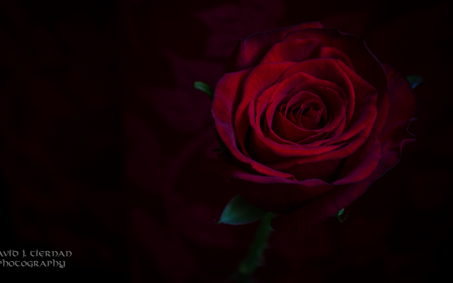 2540x1387 pix. Wallpaper flowers, bud, rose, red rose