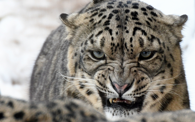 2741x1979 pix. Wallpaper snow leopard, wild cat, predator, animals, snow, winter, grin