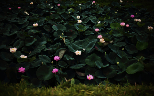 2000x1333 pix. Wallpaper flowers, nature, lotus, grass, leaves
