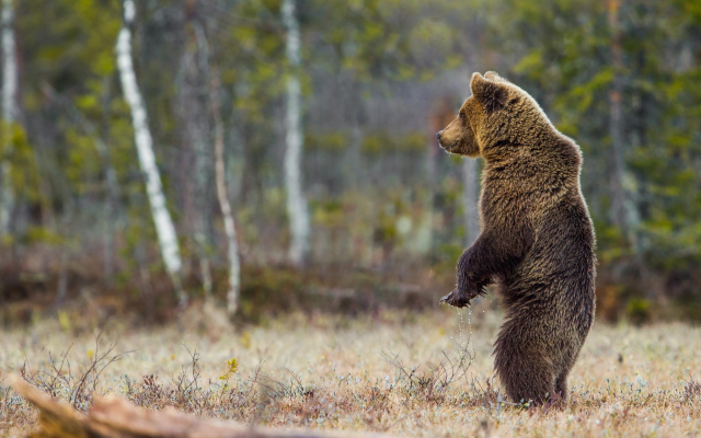 2048x1152 pix. Wallpaper brown bear, animals, predator, bear, pose, nature, forest