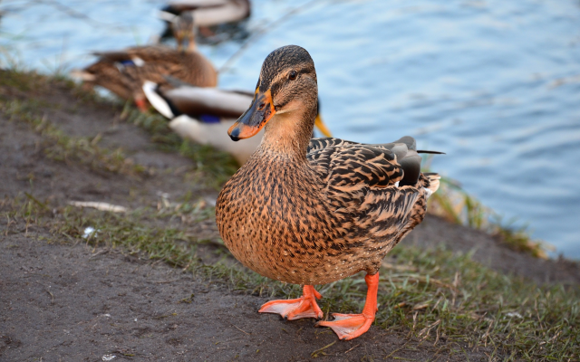 2048x1356 pix. Wallpaper duck, animals, bird