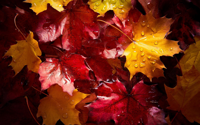 2000x1335 pix. Wallpaper autumn, leaves, water drops, maple leaf, nature