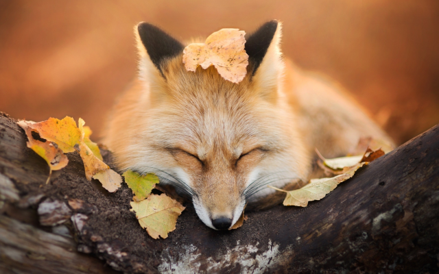2048x1365 pix. Wallpaper fox, autumn, leaf, animals