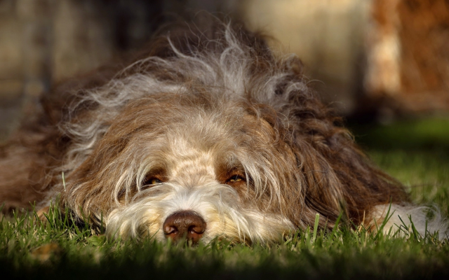 1920x1200 pix. Wallpaper dog, grass, bearded collie, animals
