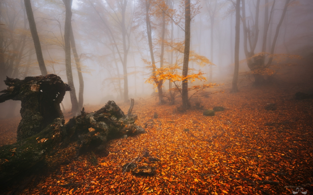 1920x1282 pix. Wallpaper forest, trees, fog, autumn, nature, leaf