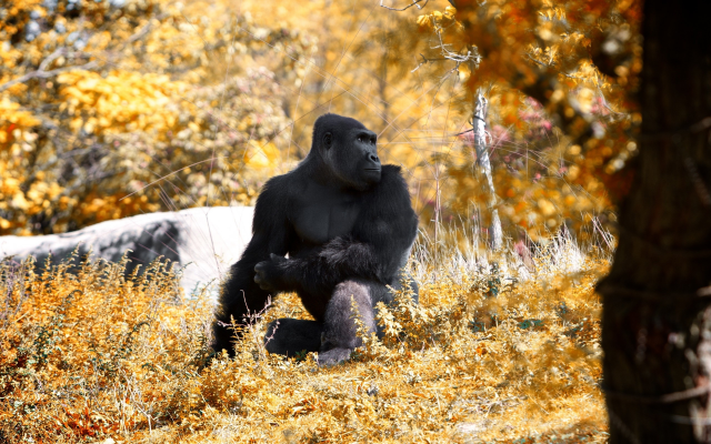 2560x1600 pix. Wallpaper gorilla, animals, monkey, autumn