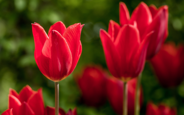 2048x1367 pix. Wallpaper flowers, macro, tulips, red flowers, nature