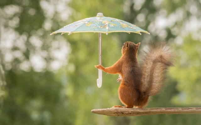 1920x1200 pix. Wallpaper animals, squirrel, funny, umbrella