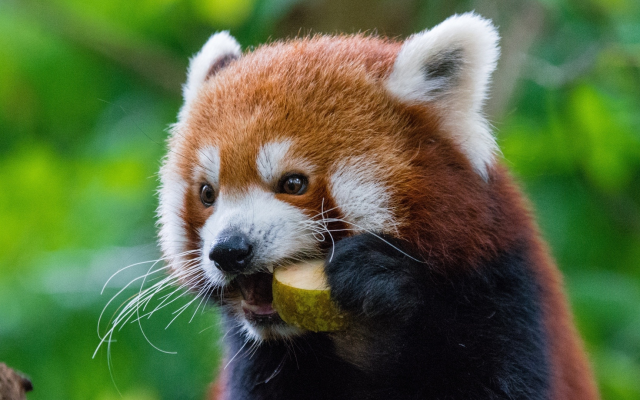 1920x1080 pix. Wallpaper red panda, animals, cute