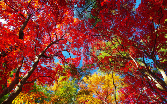 2048x1356 pix. Wallpaper autumn, nature, tree, leaves