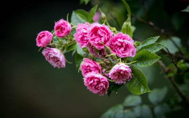 4779x3186 pix. Wallpaper garden roses, flower, nature, rose