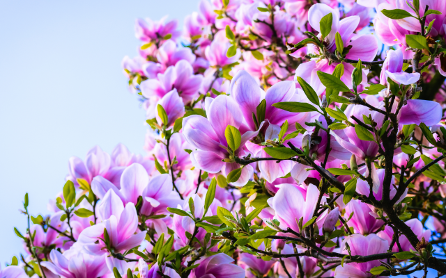 3840x2160 pix. Wallpaper magnolia, bushes, flowers, pink, petals, leaves, nature