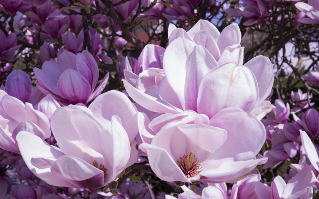 3840x2160 pix. Wallpaper magnolia, flowers, pink, petals, nature