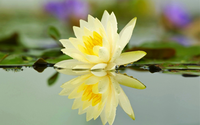 1920x1200 pix. Wallpaper lotus, lake, water, reflection, flowers, water lilly, nature