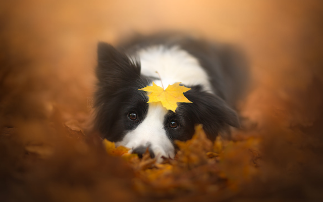2000x1333 pix. Wallpaper animals, dog, leaves, autumn, fall, dog, muzzle
