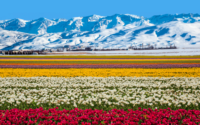 6000x3930 pix. Wallpaper tasmania, australia, mountains, fields, tulips, nature, flowers