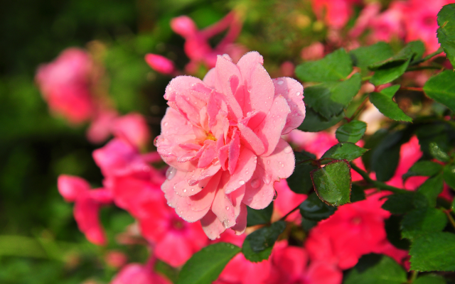 2560x1600 pix. Wallpaper rose, flowers, nature, petals, water drops, pink roses