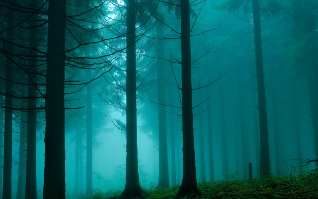 1920x1080 pix. Wallpaper forest, tree, mist, fog, morning