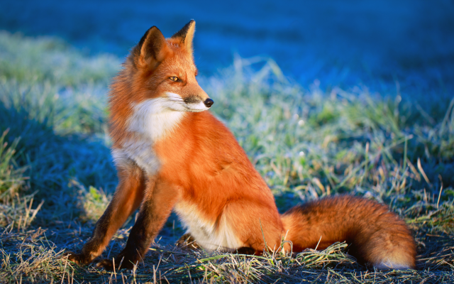 4500x3000 pix. Wallpaper fox, tail, red fox, animals, grass