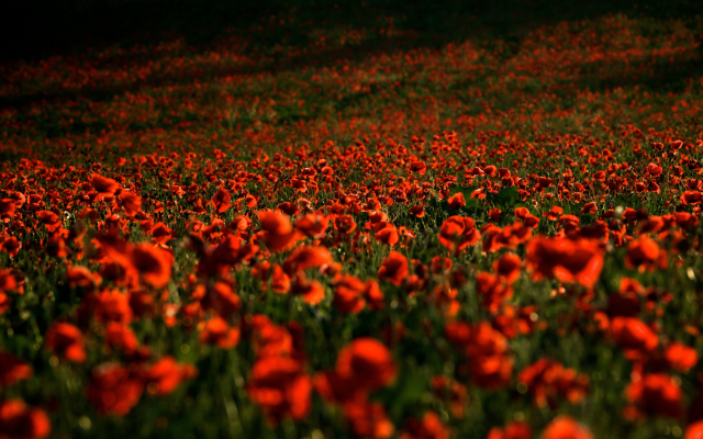4542x3028 pix. Wallpaper poppies, field, red flowers, flowers, nature, poppy
