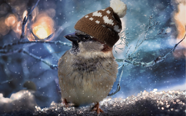1920x1280 pix. Wallpaper sparrow, hat, branch, snow, winter
