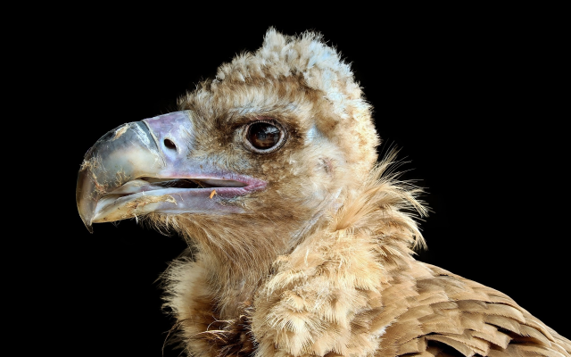 1920x1280 pix. Wallpaper vulture, chick, bird, animals, beak