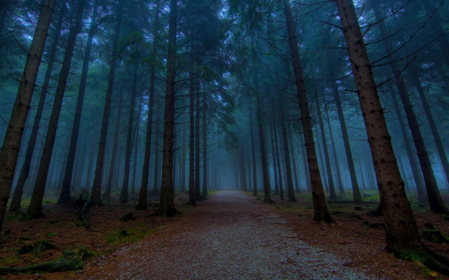 2560x1440 pix. Wallpaper forest, tree, mist, fog, forest road