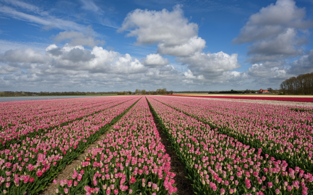 4496x3000 pix. Wallpaper field, tulips, sky, clouds, flowers, nature