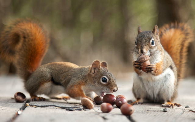 2048x1152 pix. Wallpaper acorns, autumn, animals, squirrel