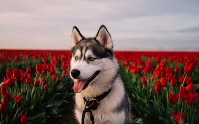 1920x1114 pix. Wallpaper siberian husky, husky, dog, tulips, flowers, nature, animals