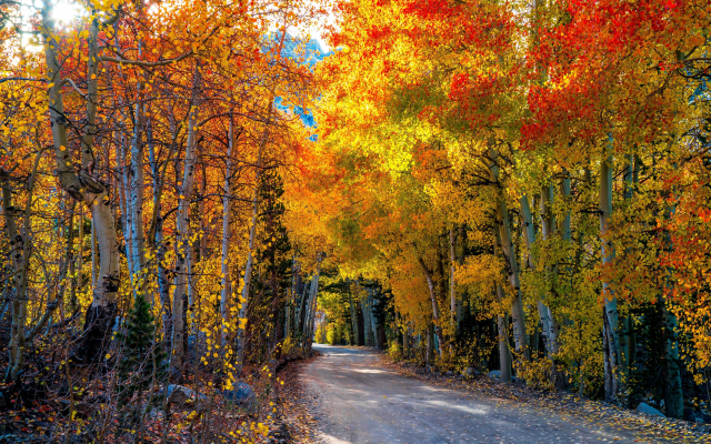 7867x5172 pix. Wallpaper nature, autumn, forest, trees, leaves, road
