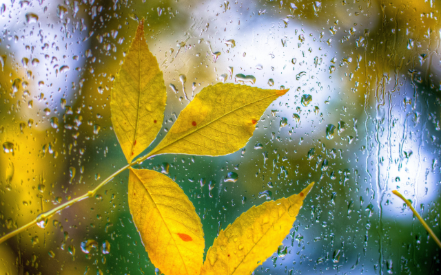 4907x3248 pix. Wallpaper autumn, leaves, drops, glass, nature