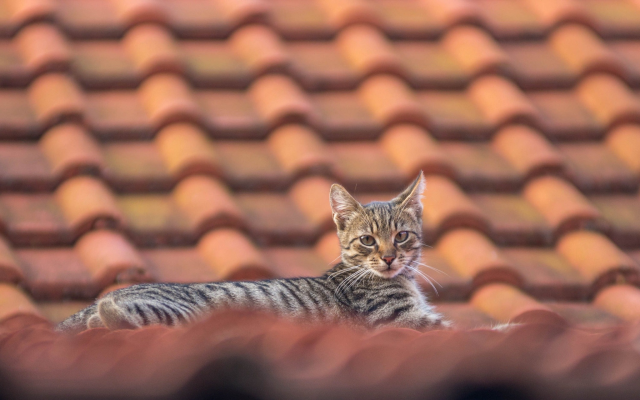 2048x1280 pix. Wallpaper rooftop, cat, animals