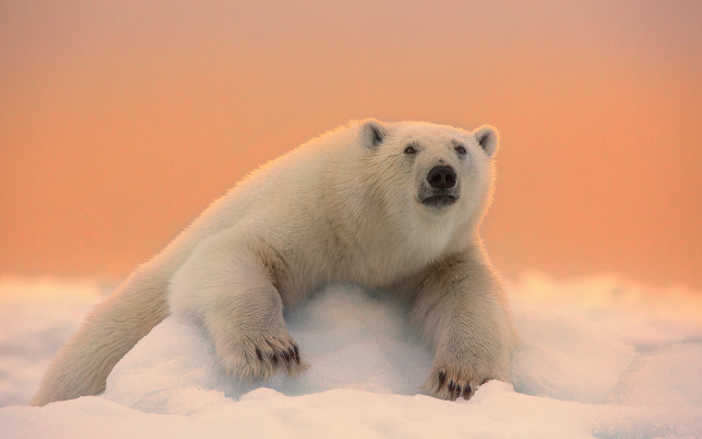 1920x1280 pix. Wallpaper animals, bear, snow, ice, winter, sunset, polar bear